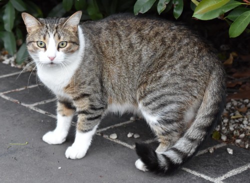 A cat photographed by James North